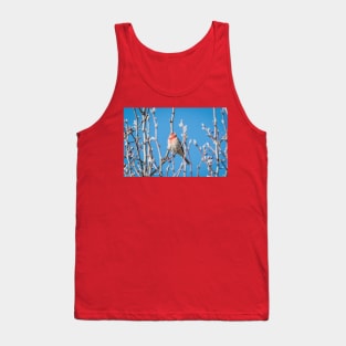 Male House Finch Daydreaming Tank Top